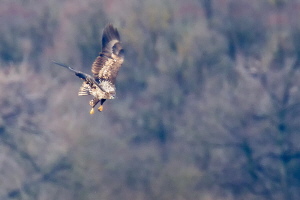 Seeadler