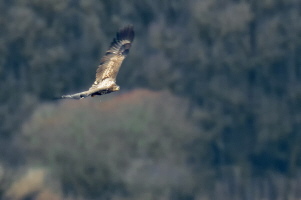 Seeadler