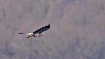 Seeadler