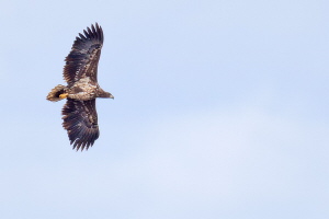 Seeadler