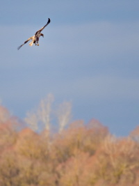 Seeadler