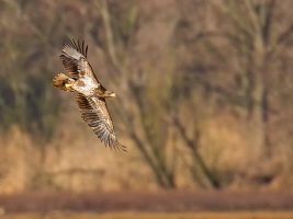 Seeadler