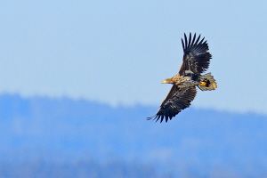 Seeadler