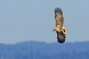 Seeadler