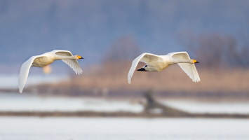 Singschwan