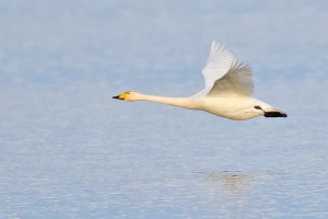 Singschwan