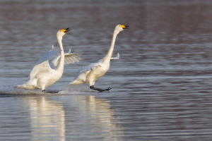 Singschwan