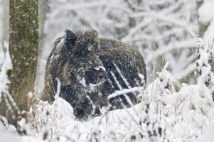 Wildschwein