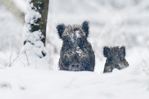 Wildschwein