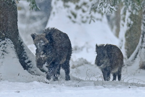 Wildschwein