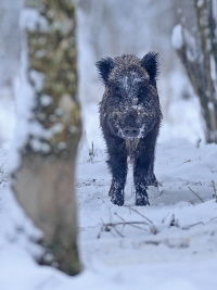 Wildschwein