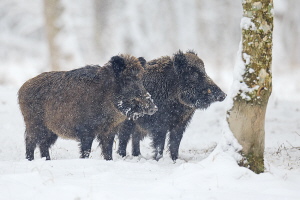 Wildschwein