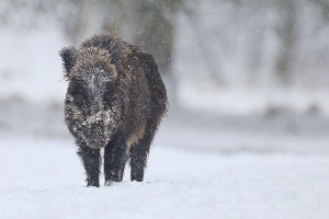 Wildschwein