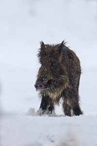 Wildschwein