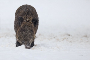 Wildschwein