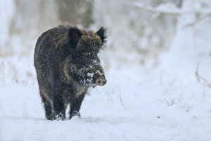 Wildschwein