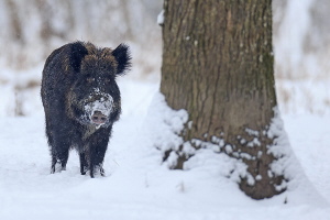 Wildschwein