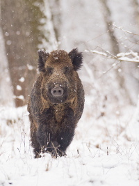 Wildschwein