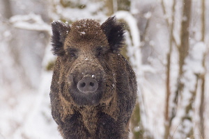 Wildschwein