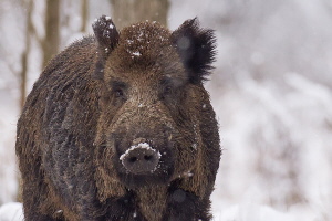 Wildschwein