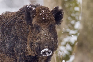 Wildschwein