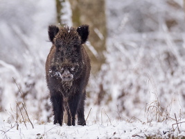 Wildschwein