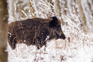 Wildschwein