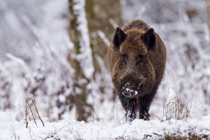 Wildschwein