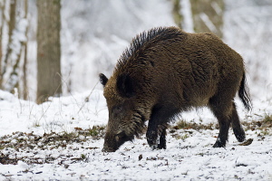 Wildschwein