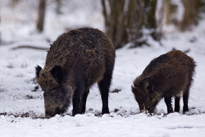 Wildschwein