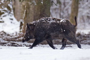 Wildschwein