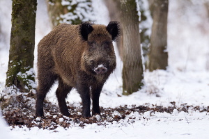 Wildschwein