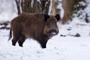 Wildschwein