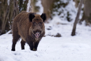 Wildschwein