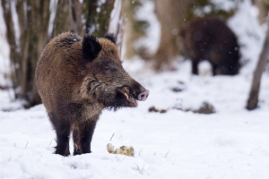 Wildschwein