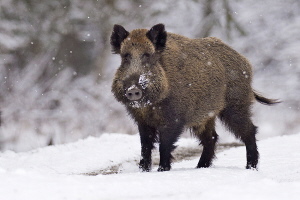 Wildschwein