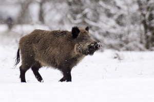 Wildschwein