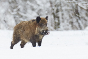 Wildschwein