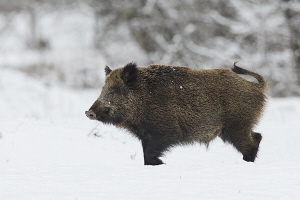 Wildschwein