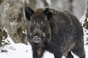 Wildschwein