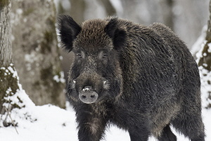 Wildschwein