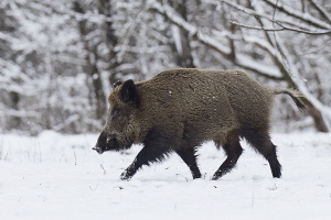 Wildschwein