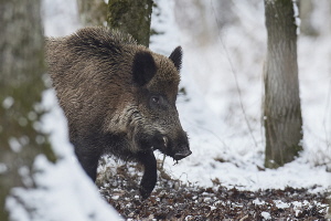 Wildschwein