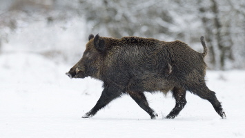 Wildschwein