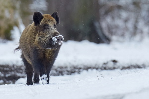 Wildschwein