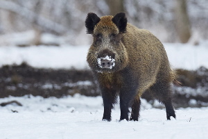 Wildschwein