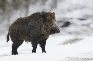 Wildschwein