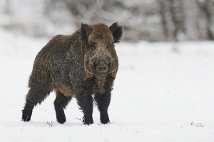 Wildschwein