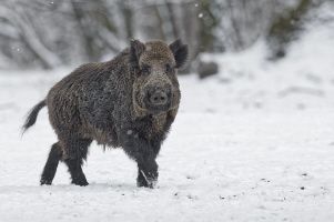 Wildschwein