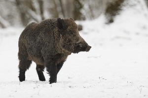 Wildschwein